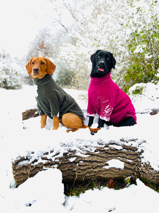 Winter Essentials for Your Dog