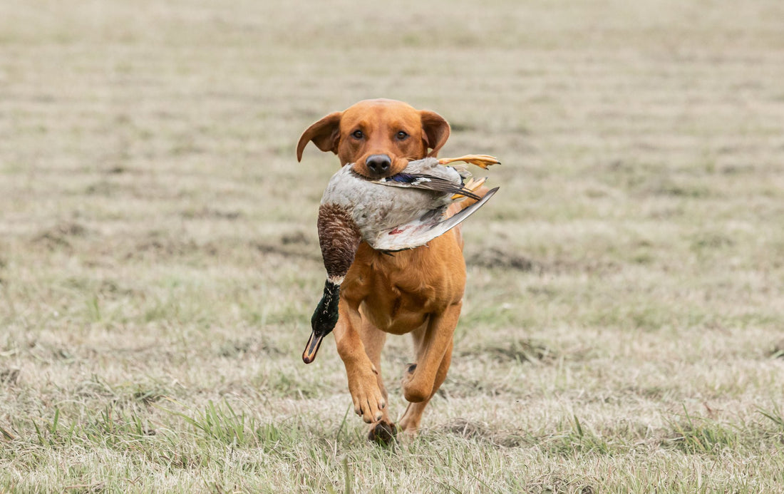 Risks of overtraining or overworking your Gundog