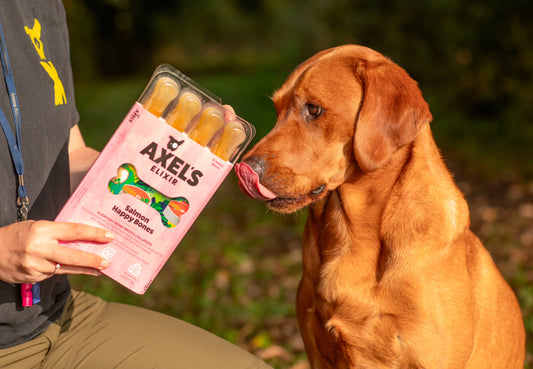 Heatstroke in Dogs