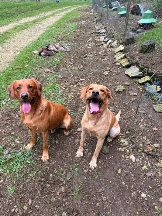 My 2025/2026 picking up season recap