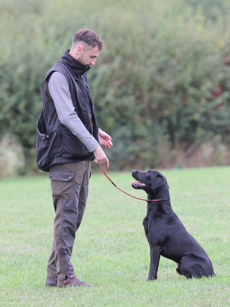 James & Monty: The highs and lows of my first Gundog