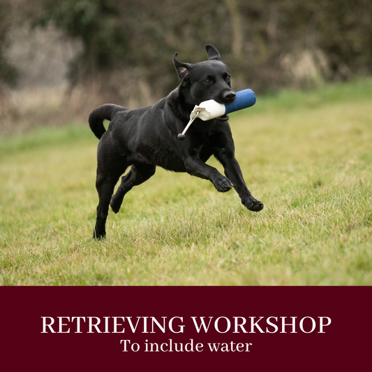 RETRIEVING WORKSHOP - To include Water