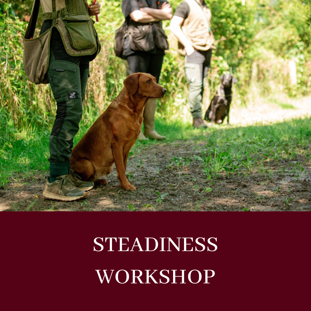 STEADINESS WORKSHOP