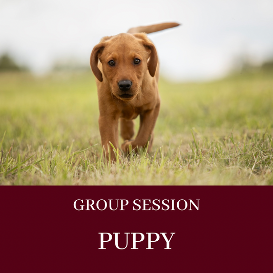 GROUP LESSON - PUPPY