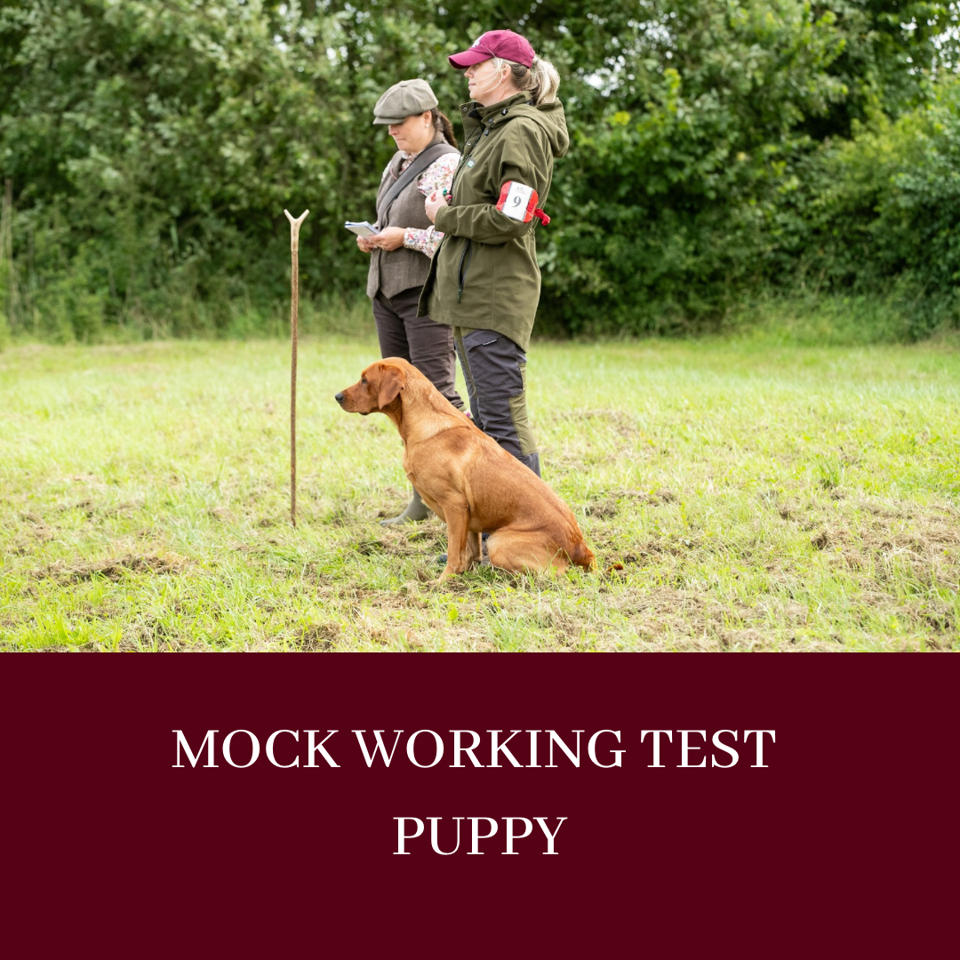 MOCK WORKING TEST - PUPPY