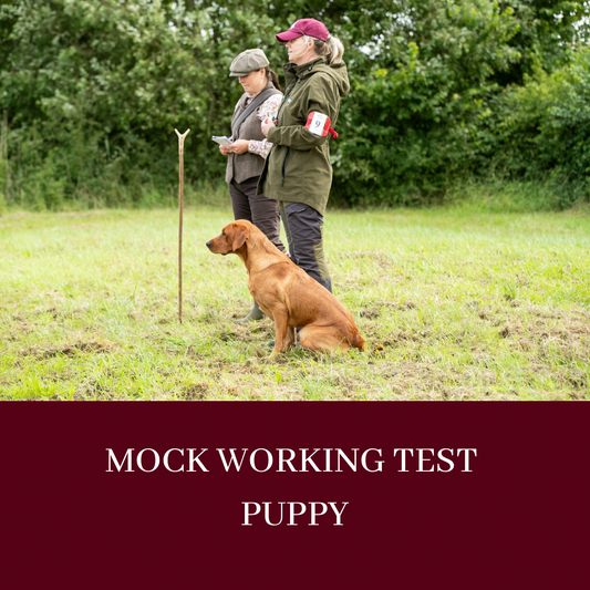 MOCK WORKING TEST - PUPPY